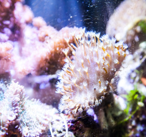 Koralle Nano Aquarium
