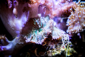 Koralle (4)
