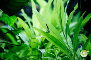 Nano Aquarium Pflanzen Tipps