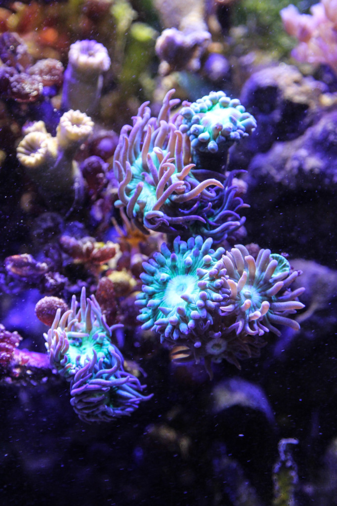 Koralle von LED DIY beleuchtet